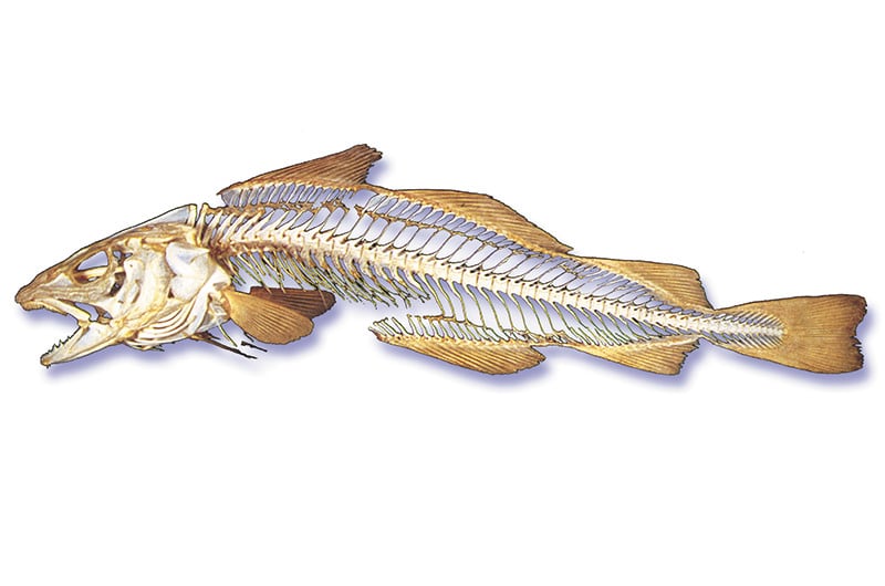 Bony Skeleton of a Cod