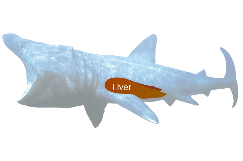 Liver of a basking shark
