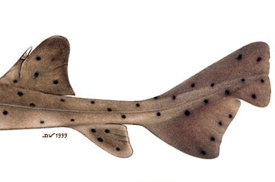 Caudal Fin Horn Shark