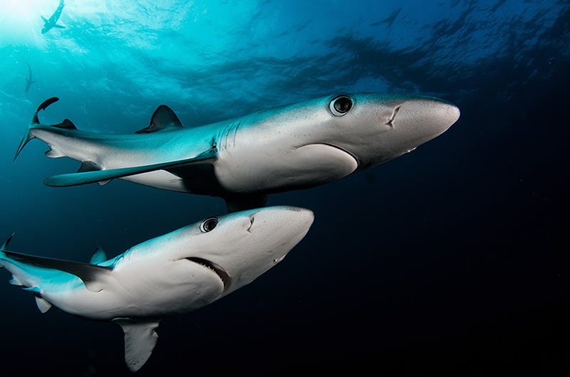 Blue sharks Shutterstock