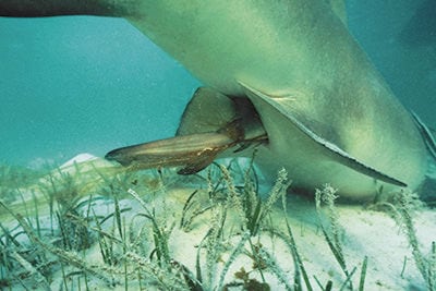 Birth of Lemon Shark Seapics