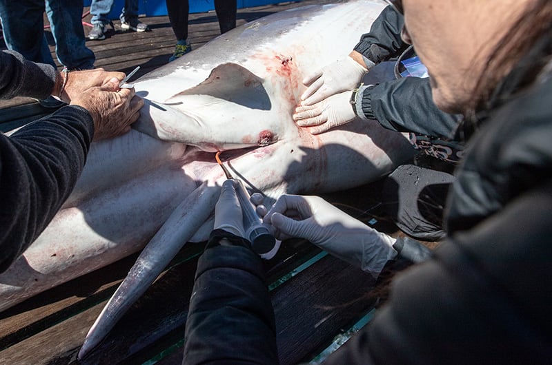 Clasper White Shark Ocearch
