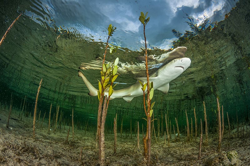 Baby Lemon Shark in Mangroves Shutterstock