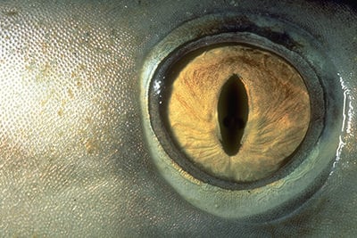 Shark Eye