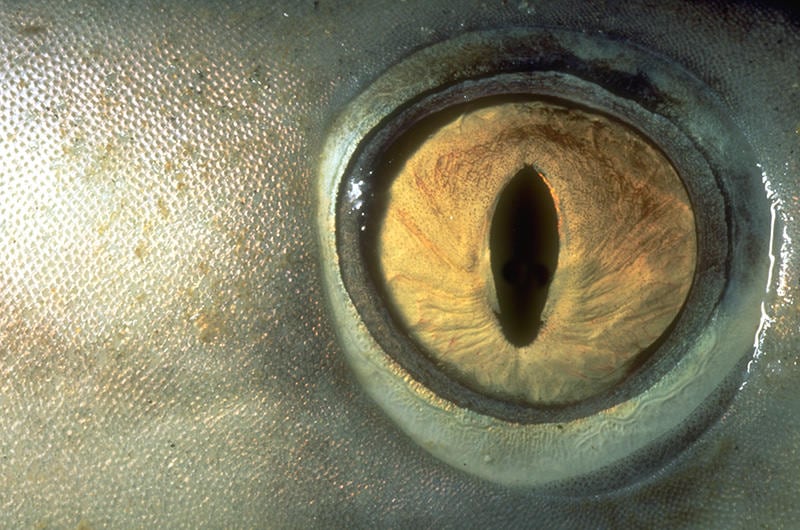 Eye of a shark