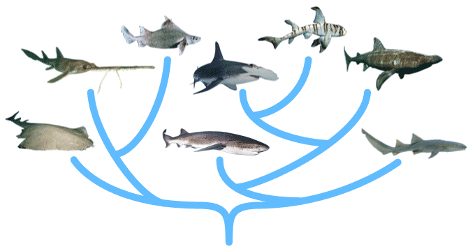 Interaktive Phylogenetic Tree of sharks
