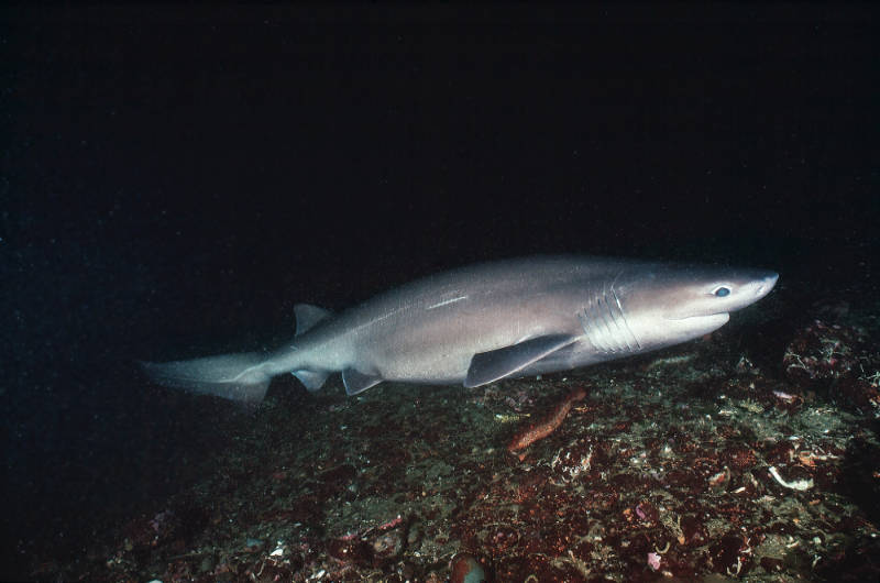 Bluntnose sixgill shark