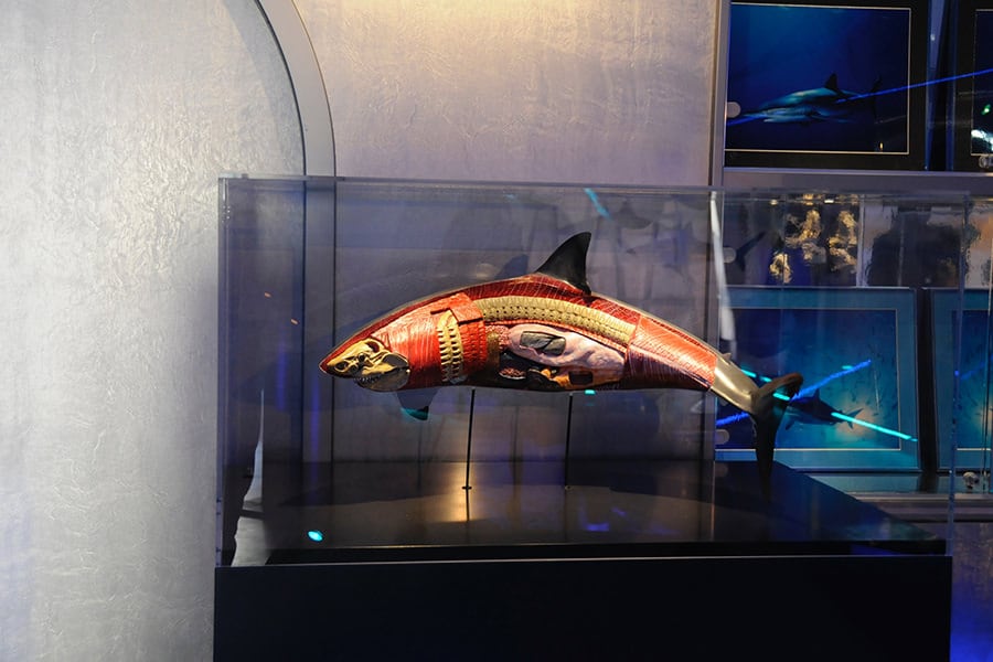 Anatomical Model of White Shark Galileo Park