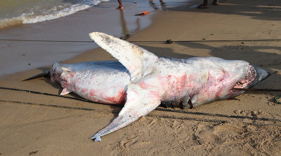 Dead Mako Shark Ghana