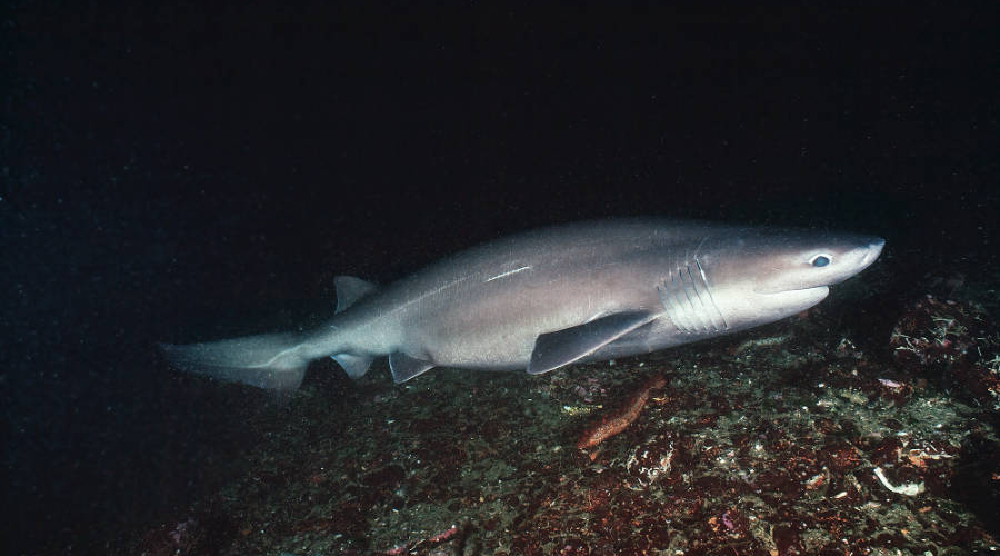 Catch Analysis of  Sixgill Sharks in the Med