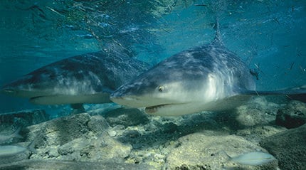 Bull sharks Fiji Klaus Jost