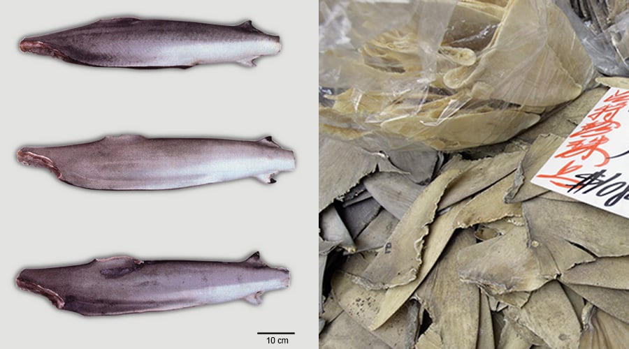 Which sharks are these products from?