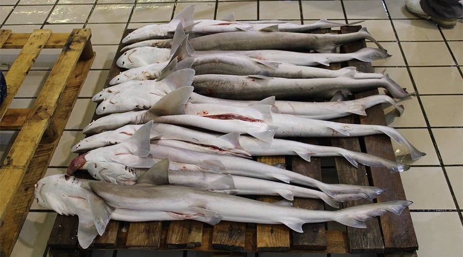 Shark Trade Greece