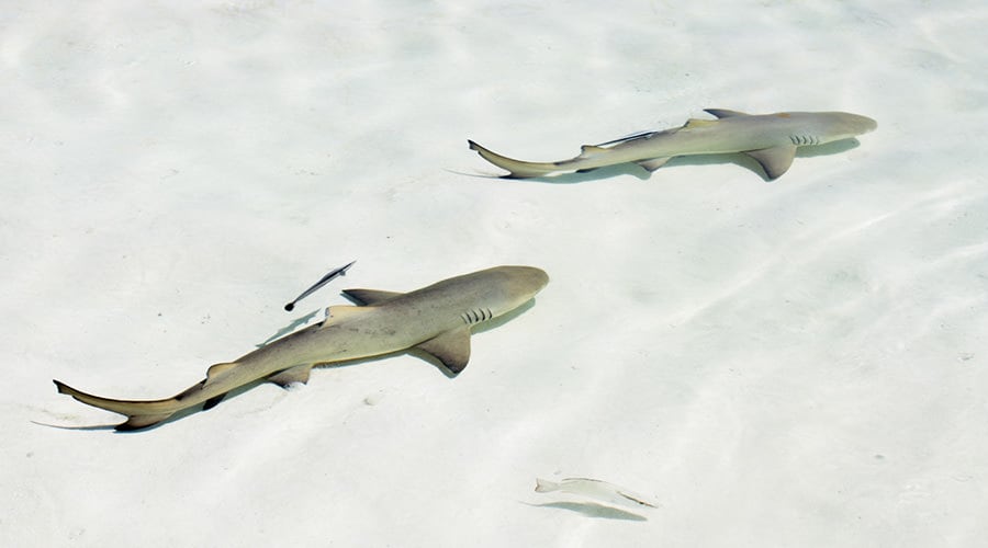Juvenile Lemon shark lagoon of Bimini (Bahamas)