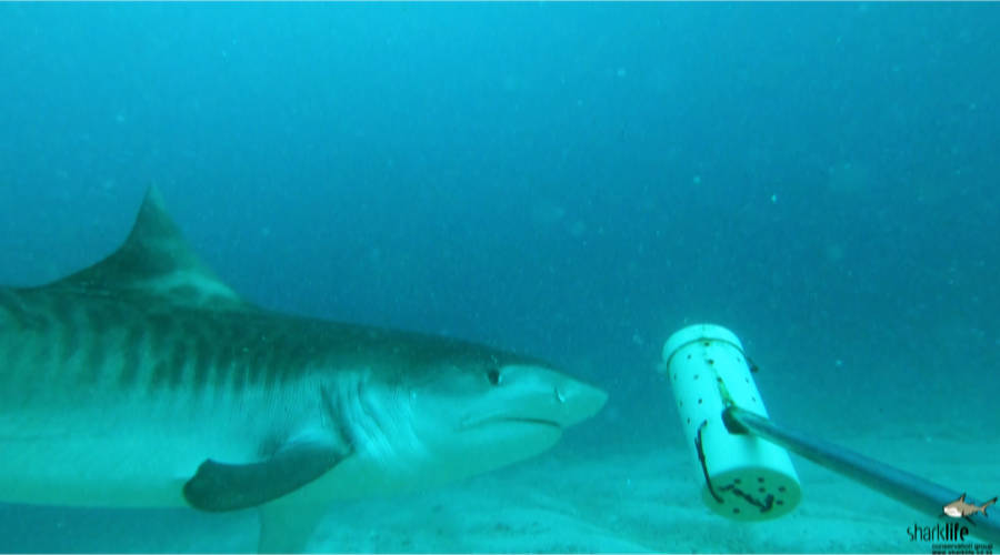Lady Tiger Shark very interested in BRUV bait